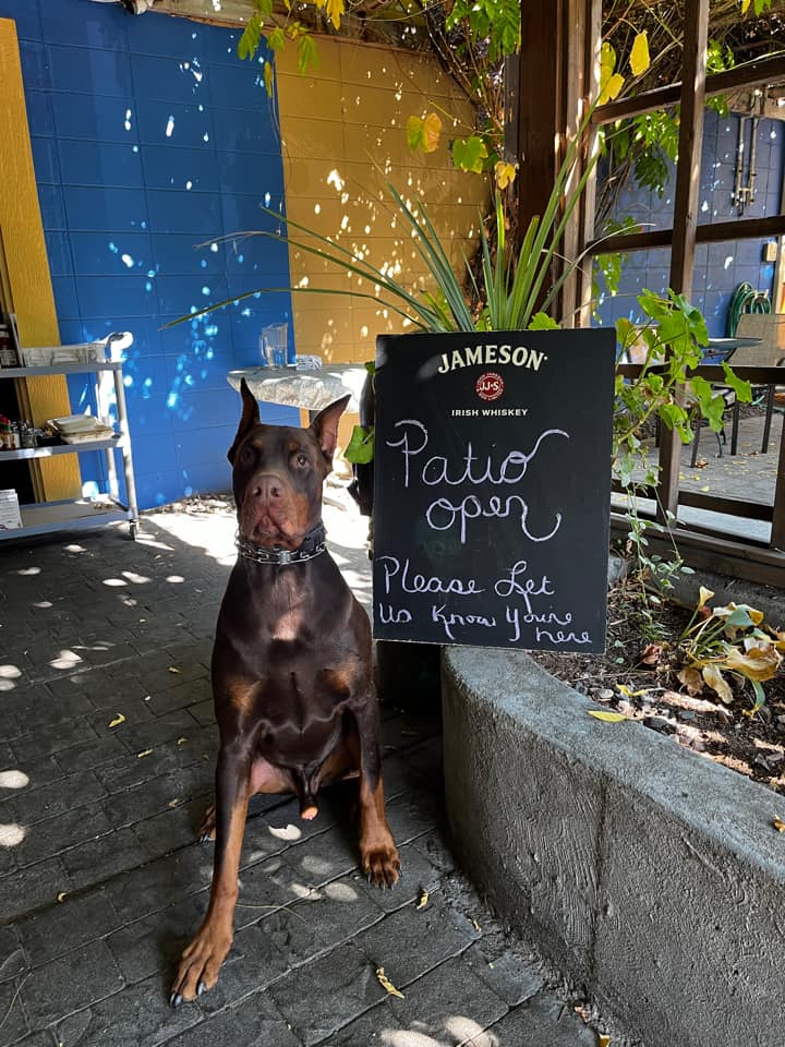 Dog on Patio